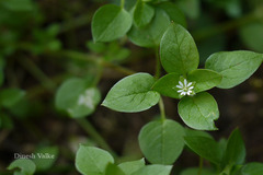 Stellaria media